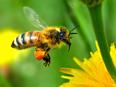 Sweet As Can Bee (10)