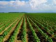 Urban Farming and Social Justice